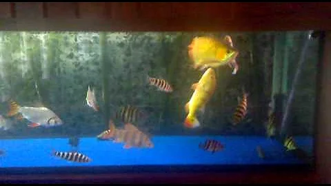 Who is the strongest in the tank.mp4