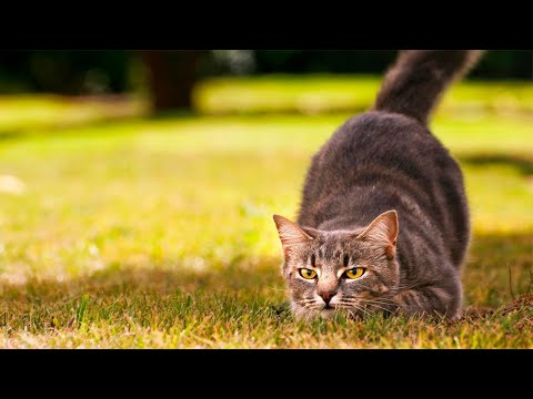 Видео: Как обезопасить кошку во время Дня благодарения