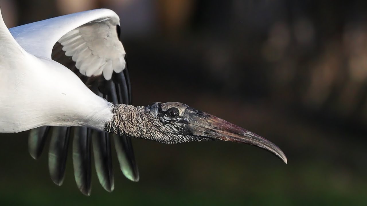 They Are Back (TAB) 2024 edition.  Wood Storks