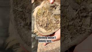 She’s turning into a tree? #horse #equestrian #horses #fyp #daily #chores #satisfying #asmr #viral