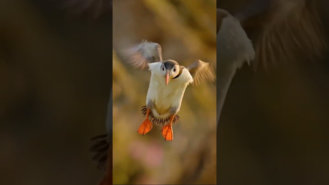 Atlantic Puffin: The Colorful Clown of the Sea 