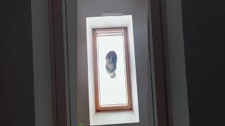 Cute Cats Funny Cat Videos 6176