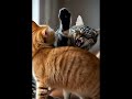 two cats fighting