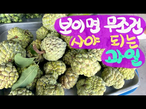 🇰🇷🇲🇾 은퇴이민 여행/ 태국 서부 여행 / 동남아에서 길가다 보면 무조건 먹어봐야 할 과일/커스터드애플, 슈거애플, 부처님머리/cicada 수영장