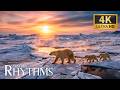 Animal Rhythms 4K Astounding Nature Footage With Tranquil Piano Harmony For Deep Inner Quiet