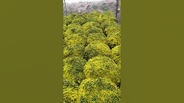 Cúc mâm xôi loại siêu to khổng lồ đường kính 1m1-1m3