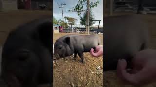 Adorable baby piglets giving kisses