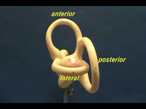 Bony Labyrinth Model - Semicircular Canals