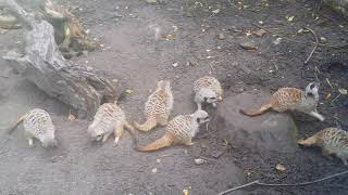 Williamson Park Meerkats Feeding Time