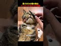 鼻づまりの猫の救出、スッキリするまでの物語！#shorts #動物 #ペット
