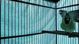 TERAPI Cucak IJO malas bunyi