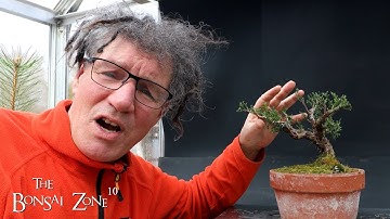 Working on My 12 Dollar Juniper, Part 2, The Bonsai Zone, March 2023