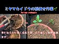 深山カイドウの根伏せ作業^ - ^成長が早く楽しく観察出来ます！ミヤマカイドウ　姫りんご　ズミ　Toringo crabapple 盆栽　BONSAI