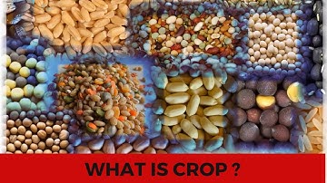 What is Crop? | Crop Production Management | Class 08 Science | Chapter 01 NCERT | CBSE
