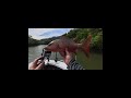 This Jack Came Out of Nowhere #fishing #shorts #catchoftheday