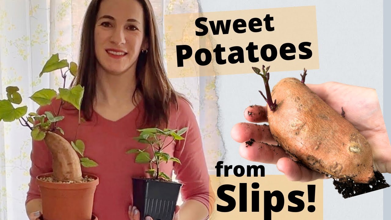 Growing SWEET POTATO! From Slips 🪴 Separating and Potting Slips/Cutting