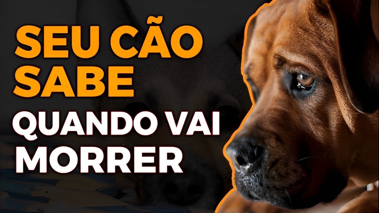 10 SINAIS DE QUE SEU CACHORRO VAI MORRER - YouTube