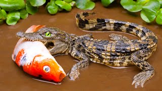 Stop Motion Mud Crocodile Hunting Koi Fish Against King Crab  Colorful Koi Fish  Primitive Cooking