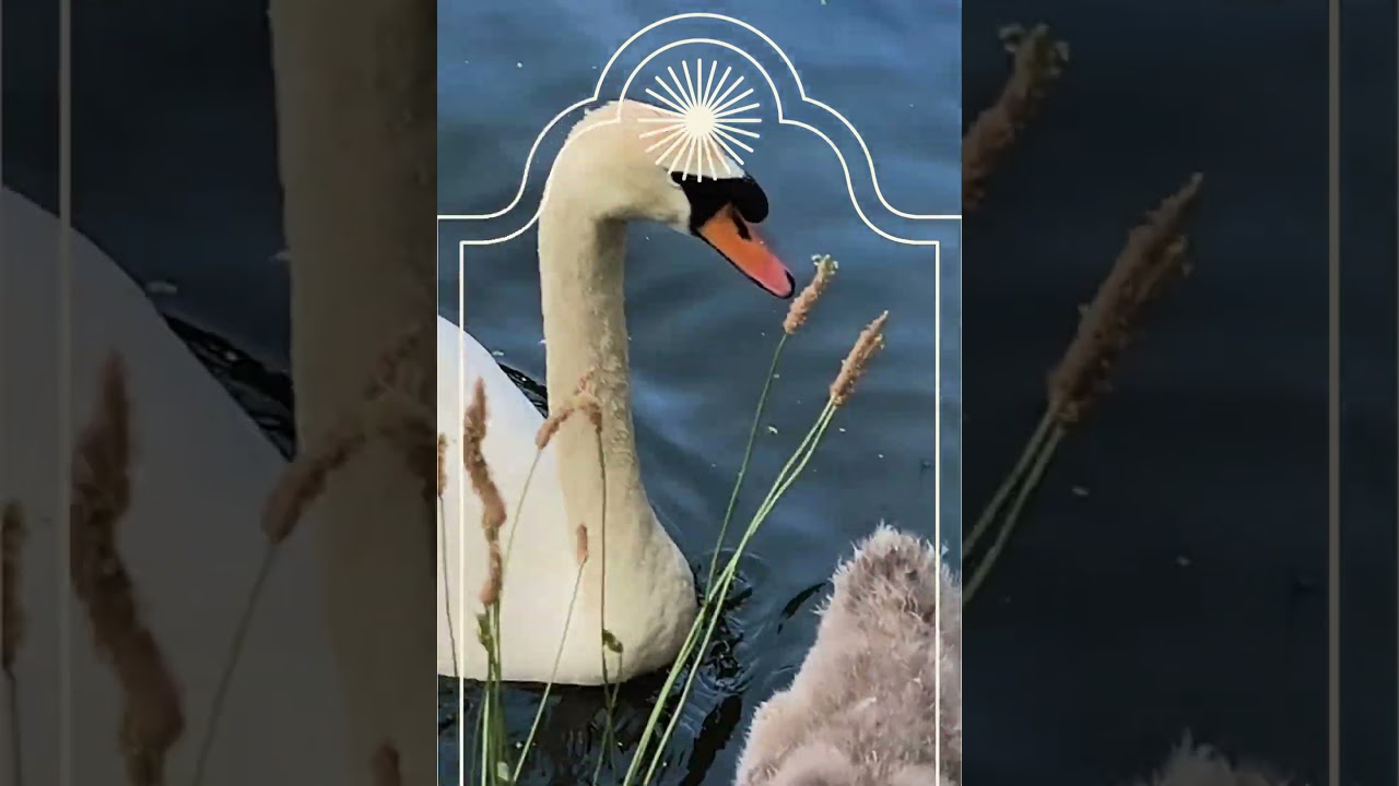 SWAN SONGS  - CYGNET CHORUS  
