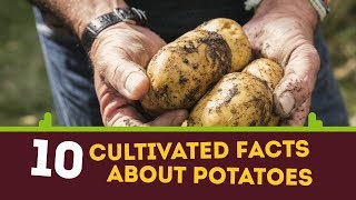 10 Cultivated Facts about Potatoes