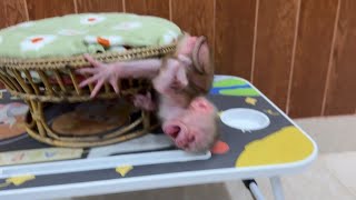 [BREAK_HEART] Newborn Baby Monkey Cr-y Loud Fall Down Backward On Table