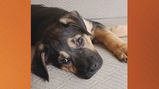 Doggone Weather: Meet Maverick!