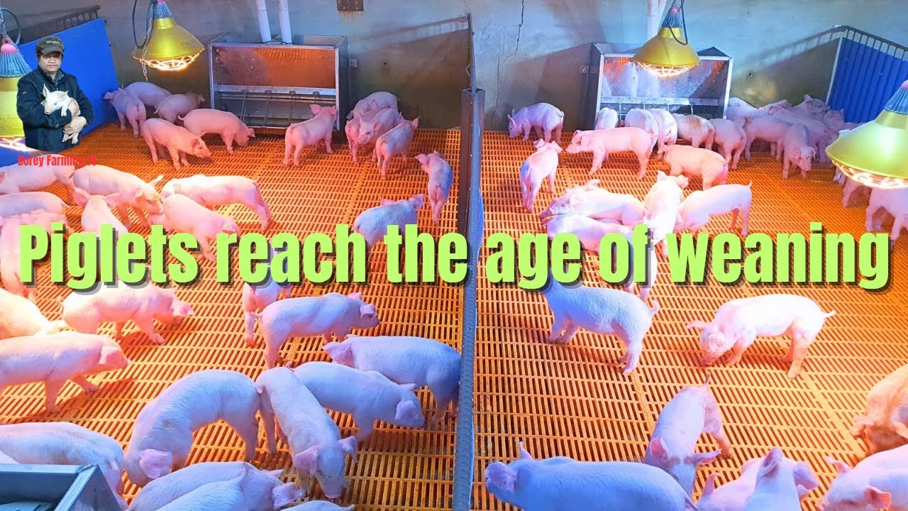 Piglets reach the age of weaning. | Video 40 |