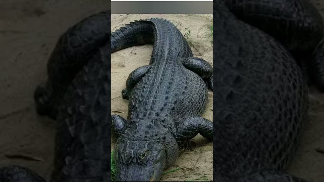 Tralalelo tralala orcalelo orcala