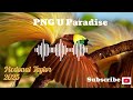 🇵🇬PNG U Paradise 🌴 _ McDonald Taylor   Fresh 2025