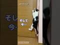 🐱できなかった頃。そして今…🐾【Coco Day #1-5】From baby to now #shorts