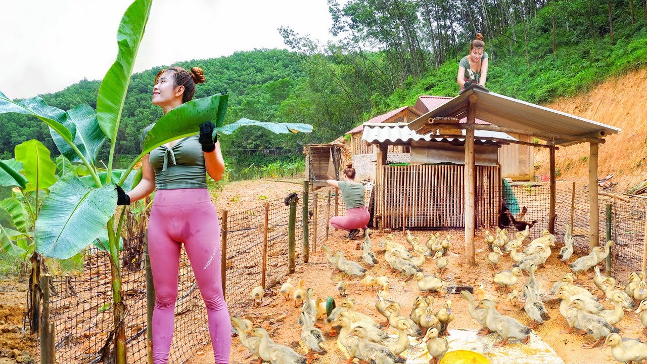 Clean Farmyard Building a Ducks Farm Raise Many Duckling - / Build A Clean Farm With ...