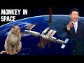 USA Today Neuralink 3000 Monkeys| Neuralink Elon Musk|Tiangong Space Station Reproduction