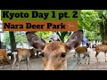 Kyoto Day 1 pt.2 Nara Deer Park 🦌 