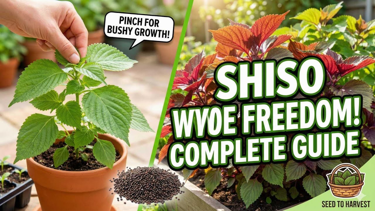 How to Grow Shiso (Perilla) From Seed to Harvest: The Complete Guide