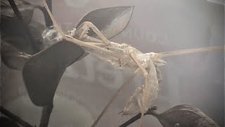 Chinese Mantis 7Th And Final Molt