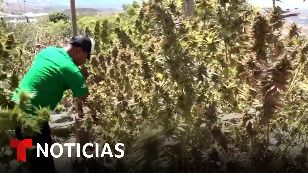 Indígenas de Oaxaca cambian el maíz por el cannabis | Noticias Telemundo
