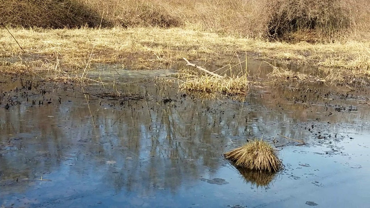 What do Spring Peeper Frogs sound like? YouTube