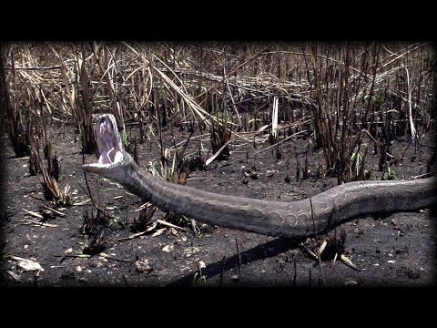 When Pythons Attack 0101 Stock Footage