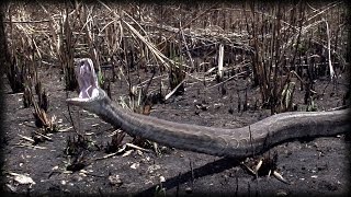 When Pythons Attack 0101 Stock Footage