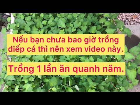 Chia sẻ chi tiết các cách trồng diếp cá từ rau diếp cá mua ở chợ cho người mới bắt đầu | Foci