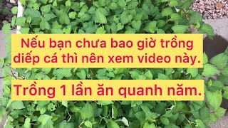 Top 14 cách làm đất trồng rau diếp cá đặc sắc nhất năm 2022