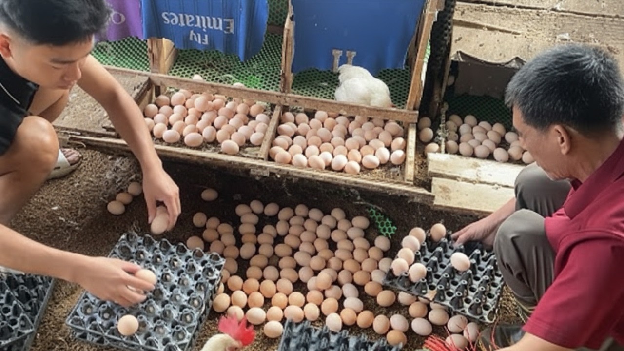 Collecting Hundreds of Fresh Chicken Eggs | Satisfying Egg Harvest on Poultry Farm.