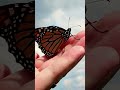Vets Give Injured Monarch Butterfly a WING TRANSPLANT 🦋