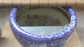 火鉢で金魚を買おう 上から見る 上見 うわみ のポイント 金魚 All About 火鉢で金魚を買おう 上から見る 上見 うわみ のポイント 金魚 All About