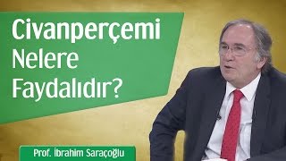 Civanperçemi Nelere Faydalıdır? Prof İbrahim Saraçoğlu