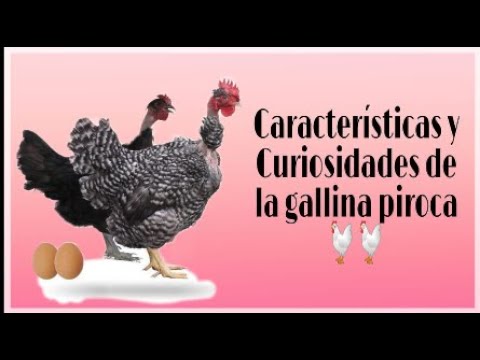 Conoce las causas y soluciones para el problema de las gallinas