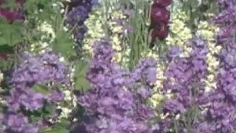 MPI General Video Demo