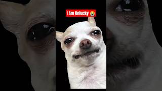This Dog Started Crying 😂🥦 (ChihuahuaReaction) #shorts #funny #dog #chihuahua #reaction