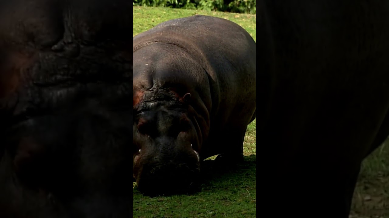 Biblical Meaning of Hippopotamus In Dream in English 