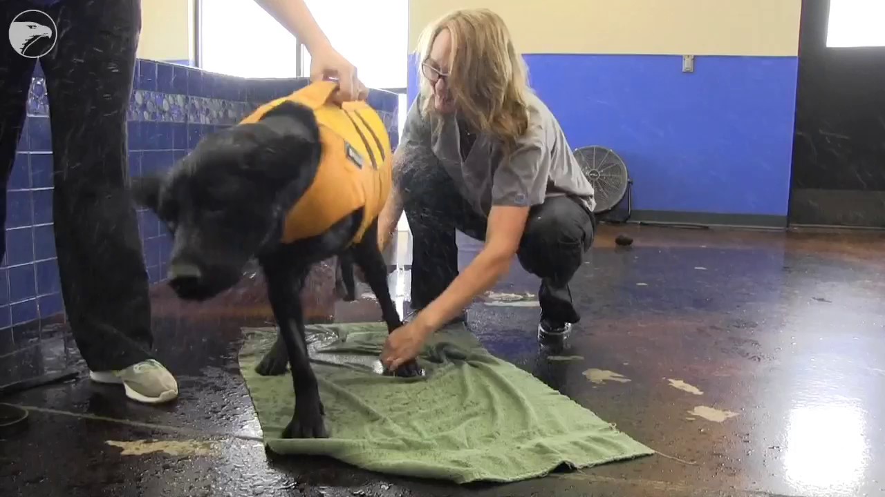 Three-legged dog gets a swimming lesson